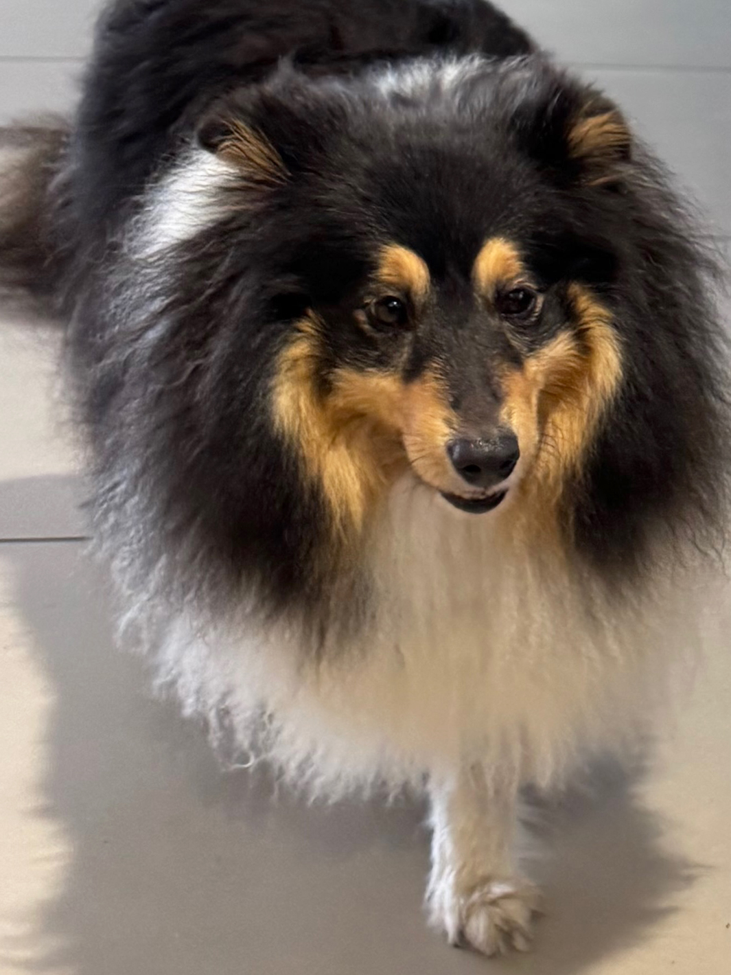 Hund Hannes vom Autohaus Rauhöft-Schick