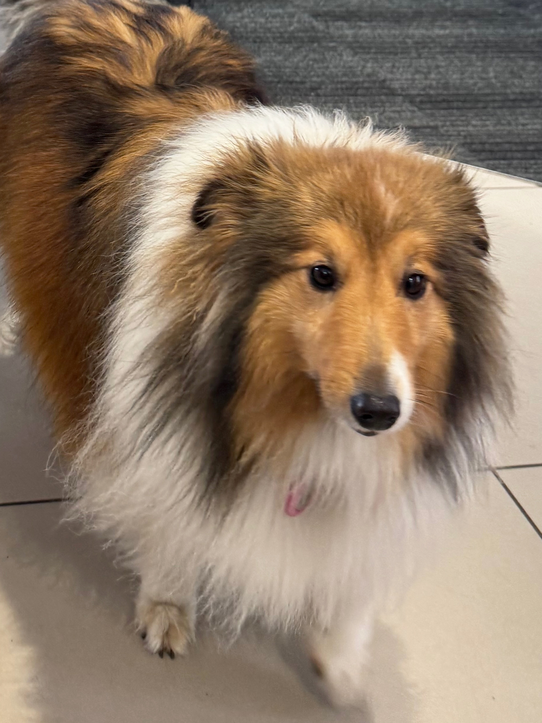 Hund Maxi vom Autohaus Rauhöft-Schick